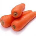 Hot Sale Carrot Powder